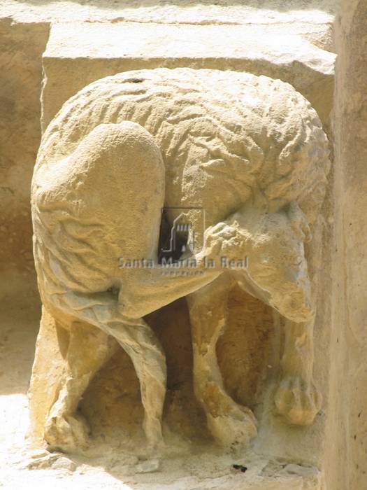 Canecillo de perro rascandose la oreja , en el ábside del lado de la epistola