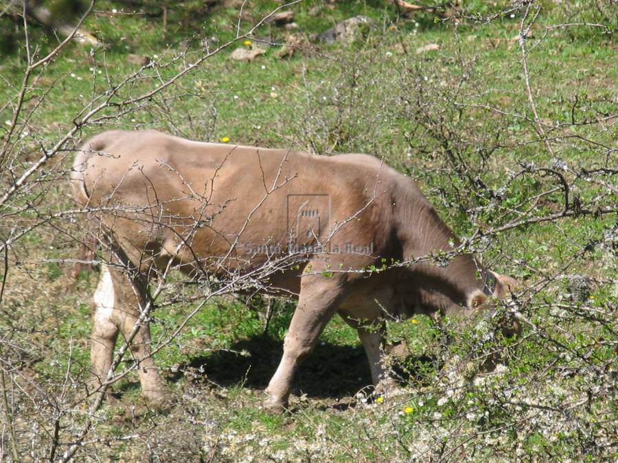 Detalle de los accesos, alrededores y fauna cercana a la ermita