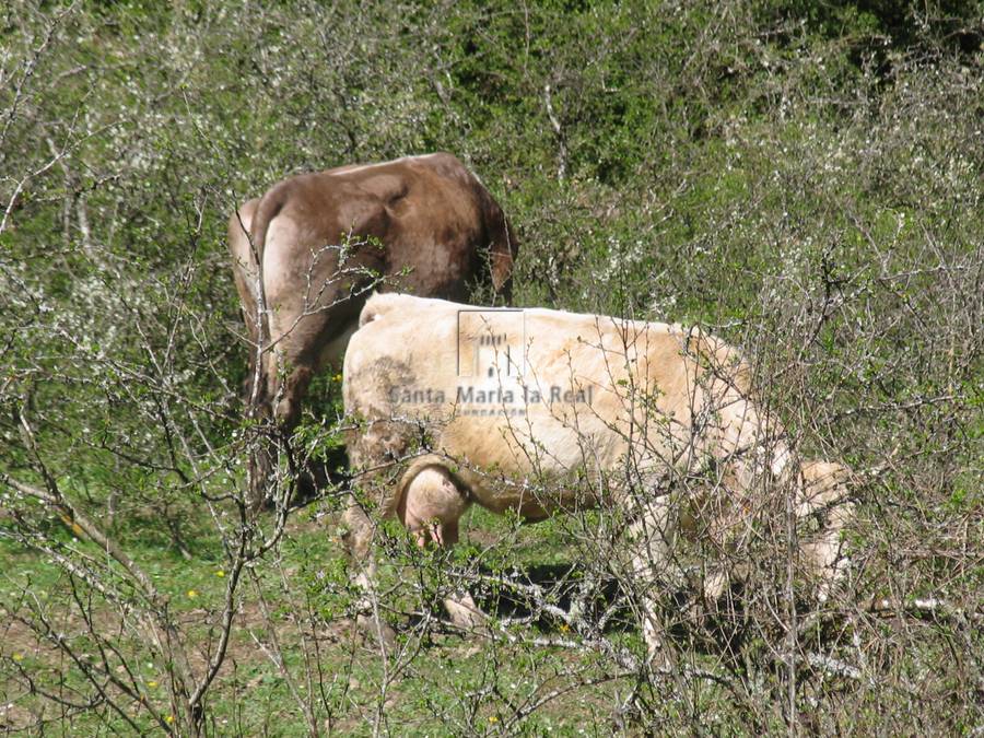 Detalle de los accesos, alrededores y fauna cercana a la ermita