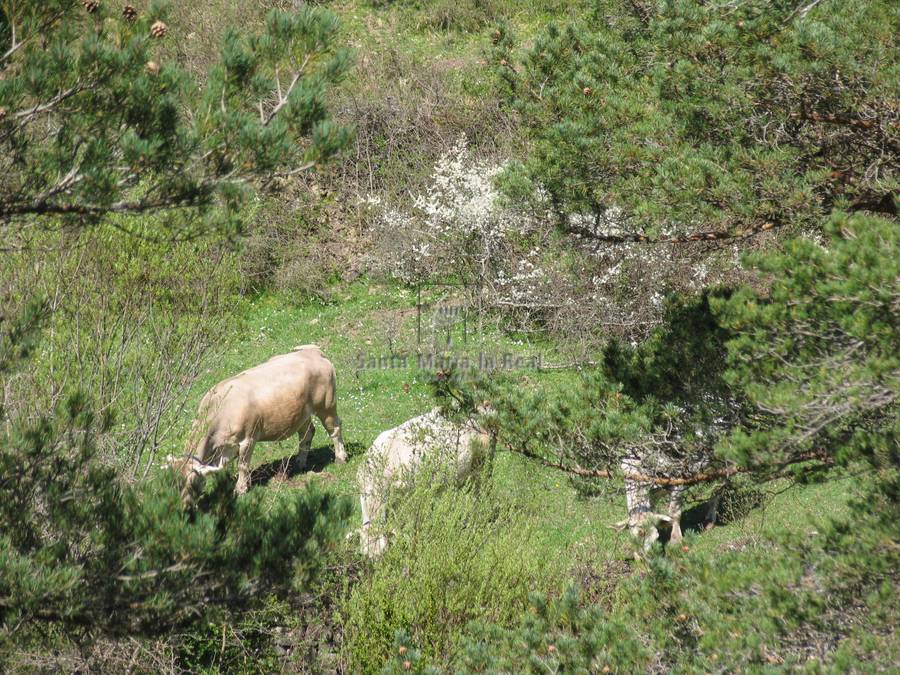 Detalle de los accesos, alrededores y fauna cercana a la ermita