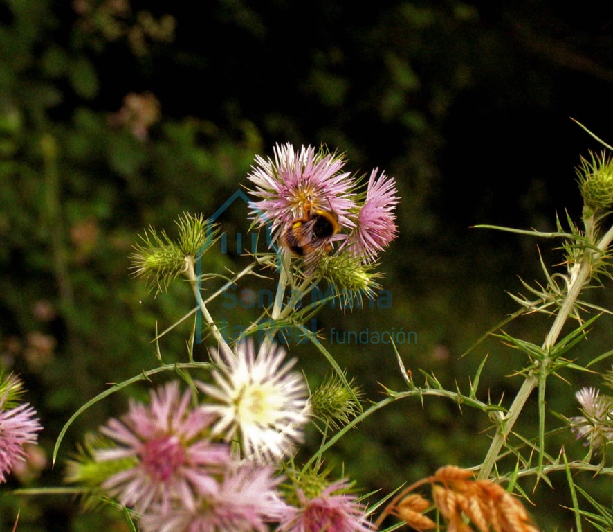 Fauna y flora