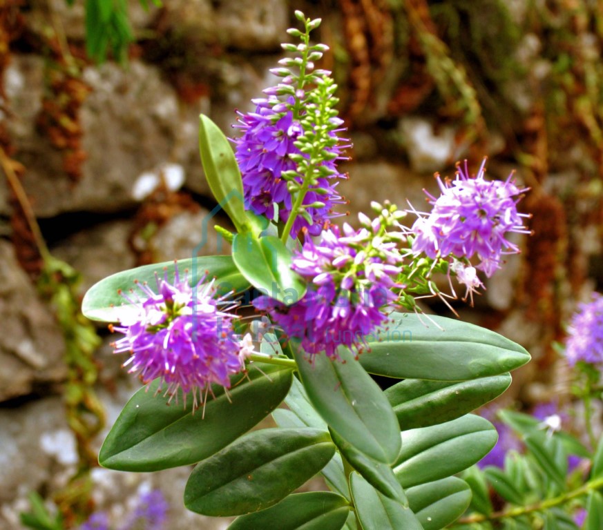 Flora