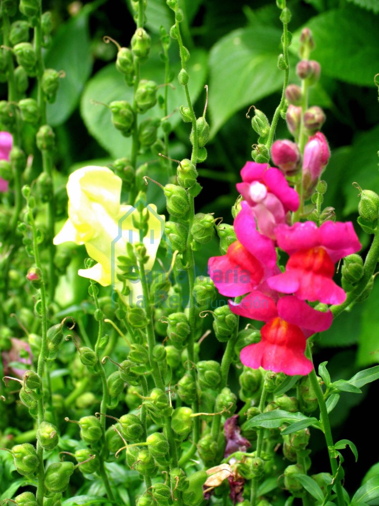 Flora