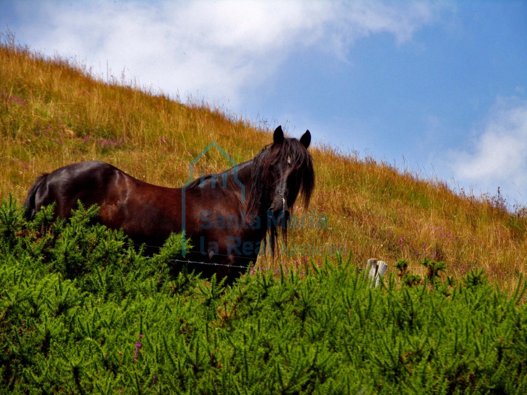 Paisaje con caballo