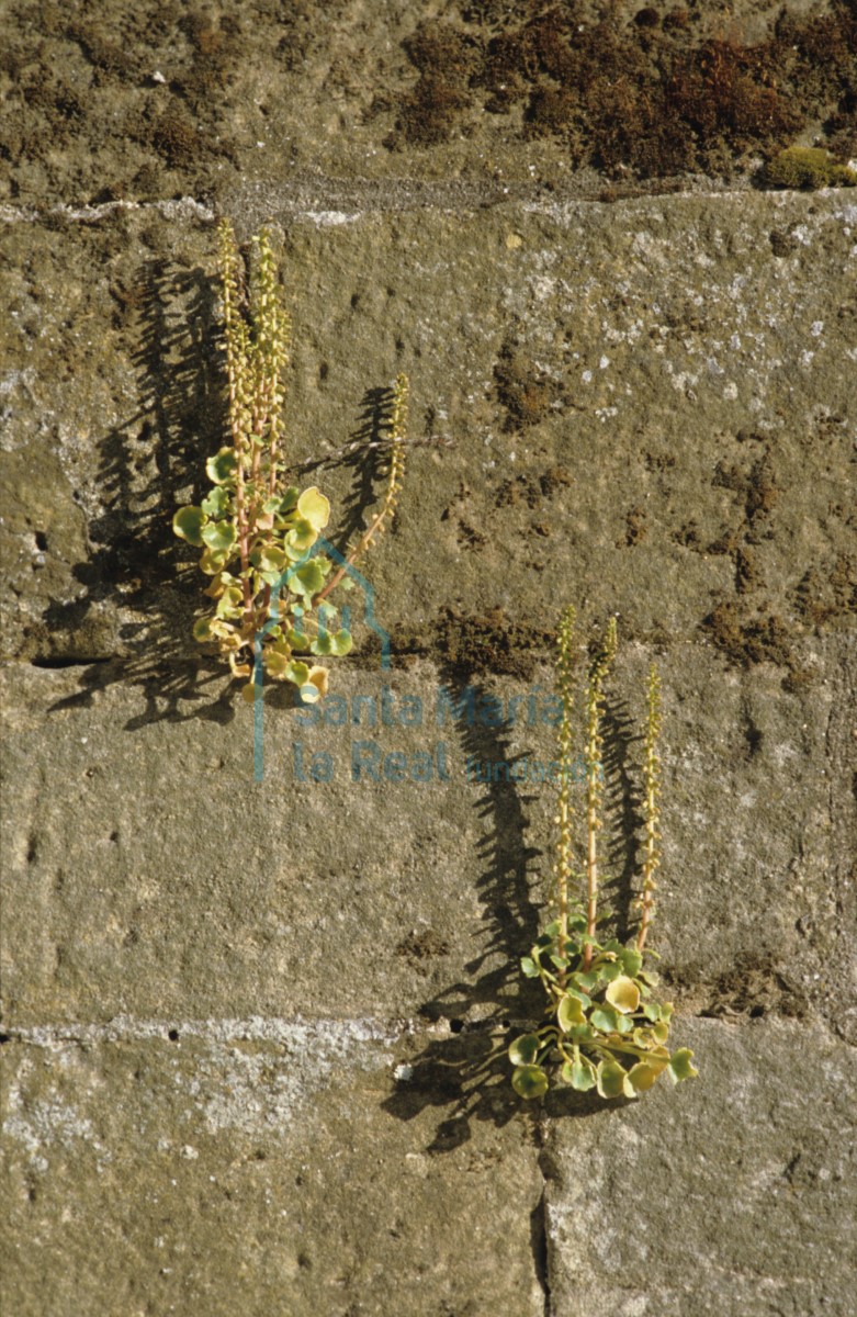 vegetacion en la pared del muro