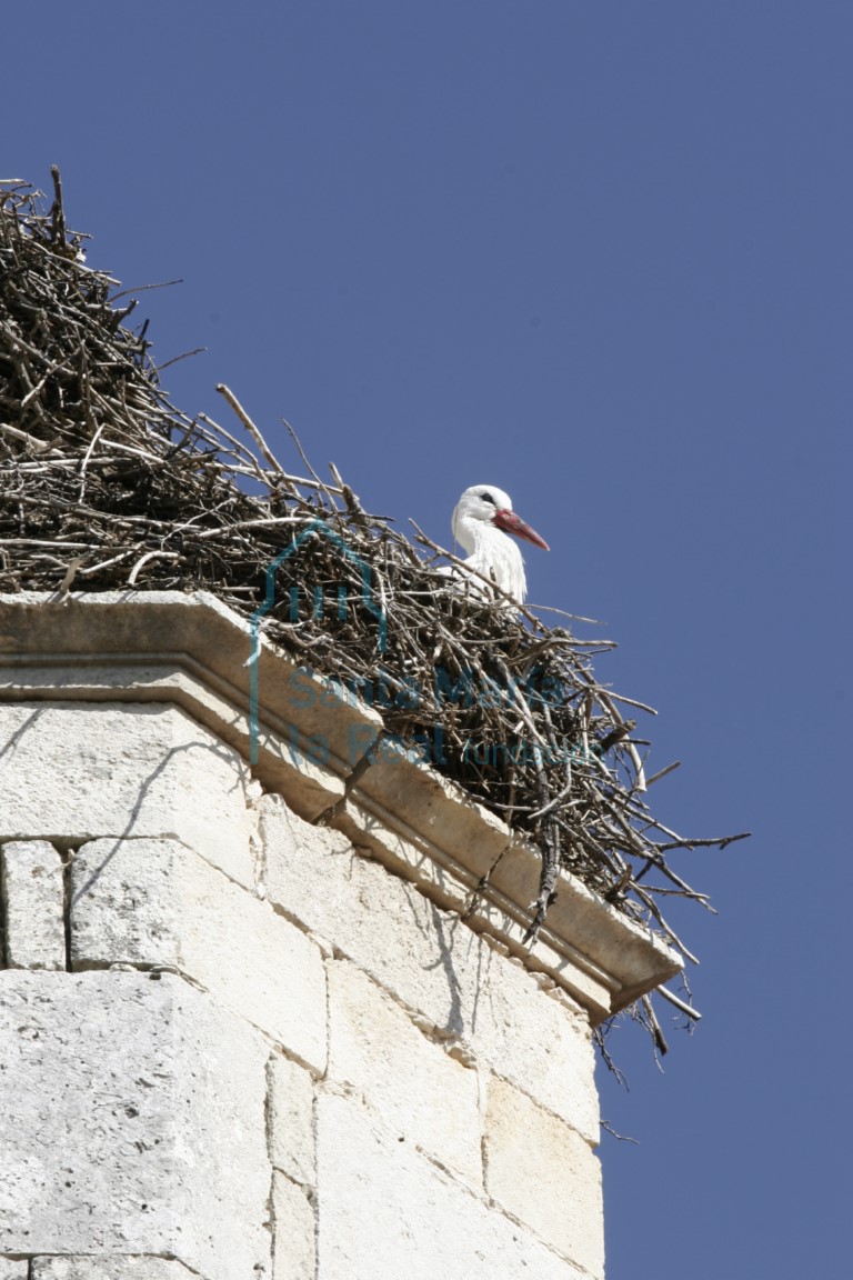 Cigüeña sobre la torre