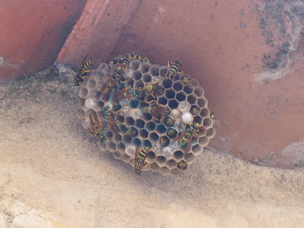 Pequeña colmena