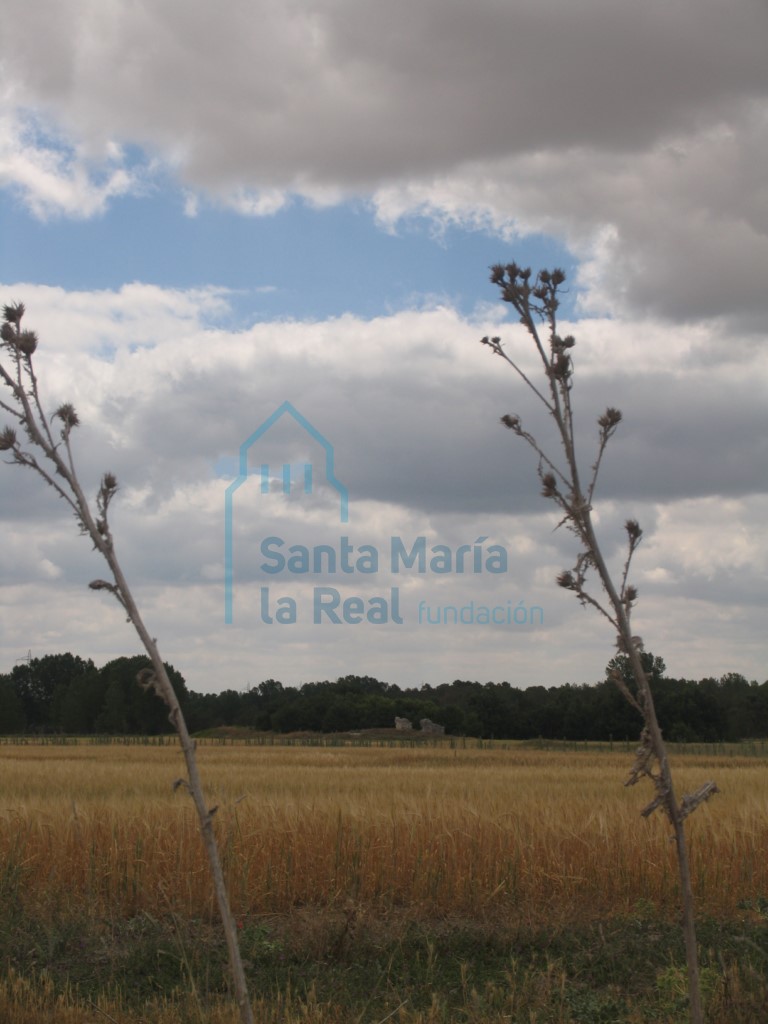 Panorámica