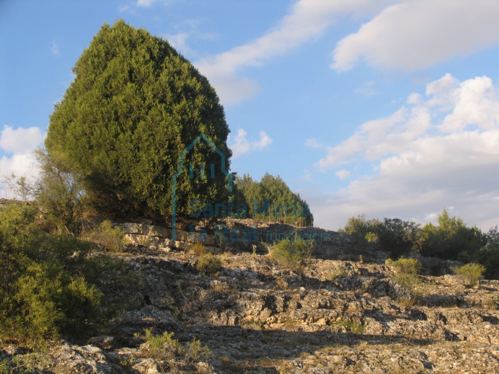 Panorámica