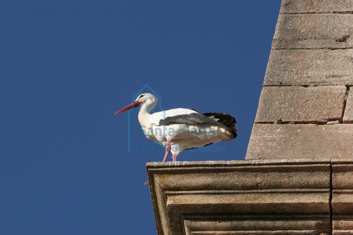 Cigüeña