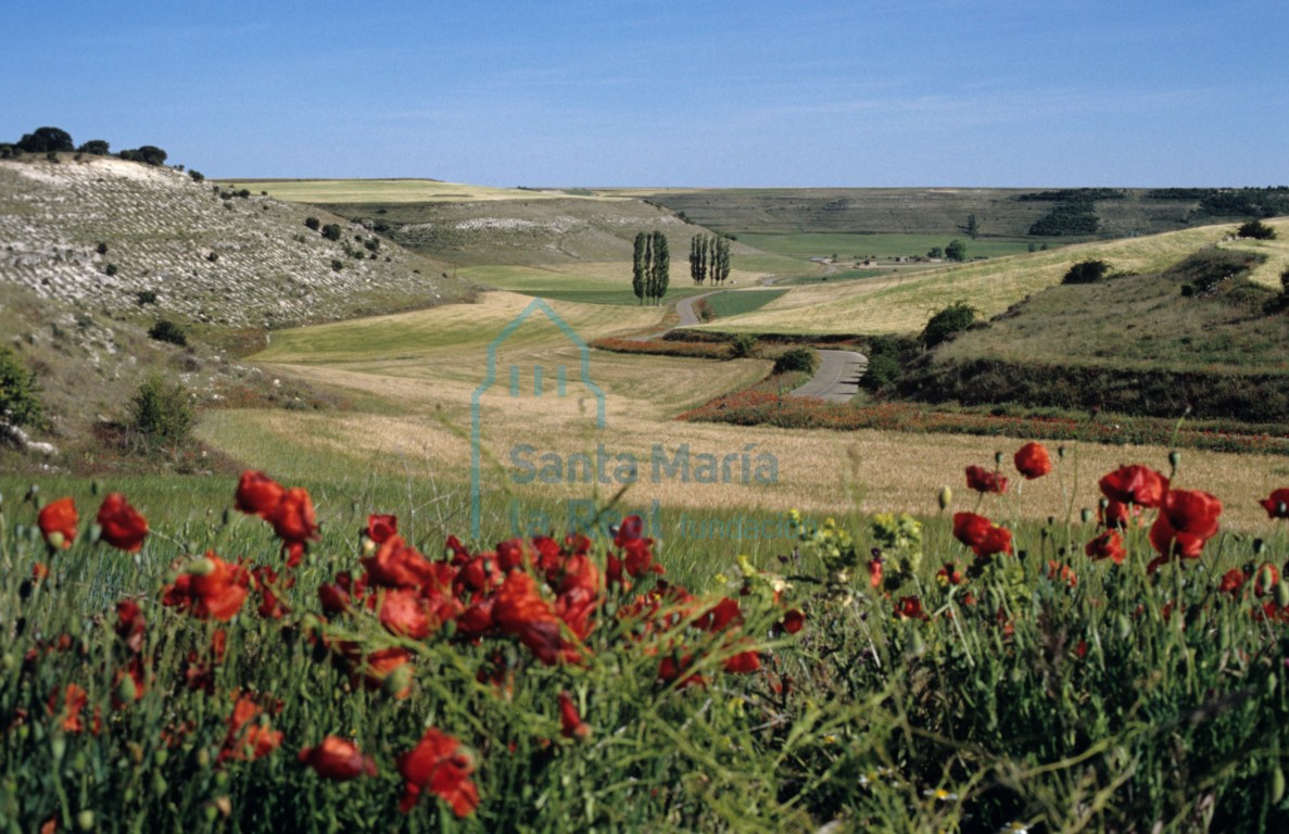 Paisaje primaveral con amapolas
