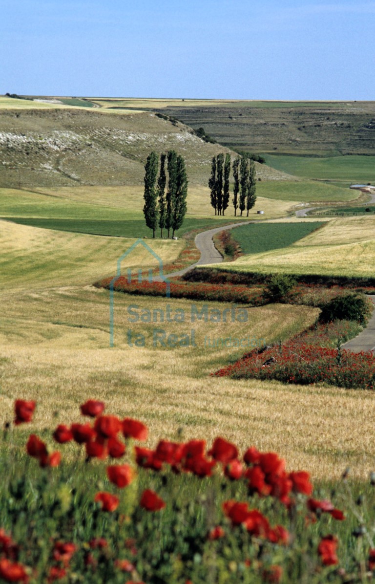 Paisaje primaveral con amapolas