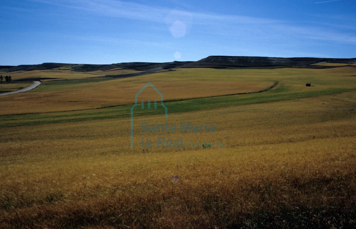 Paisaje: cereales madurando