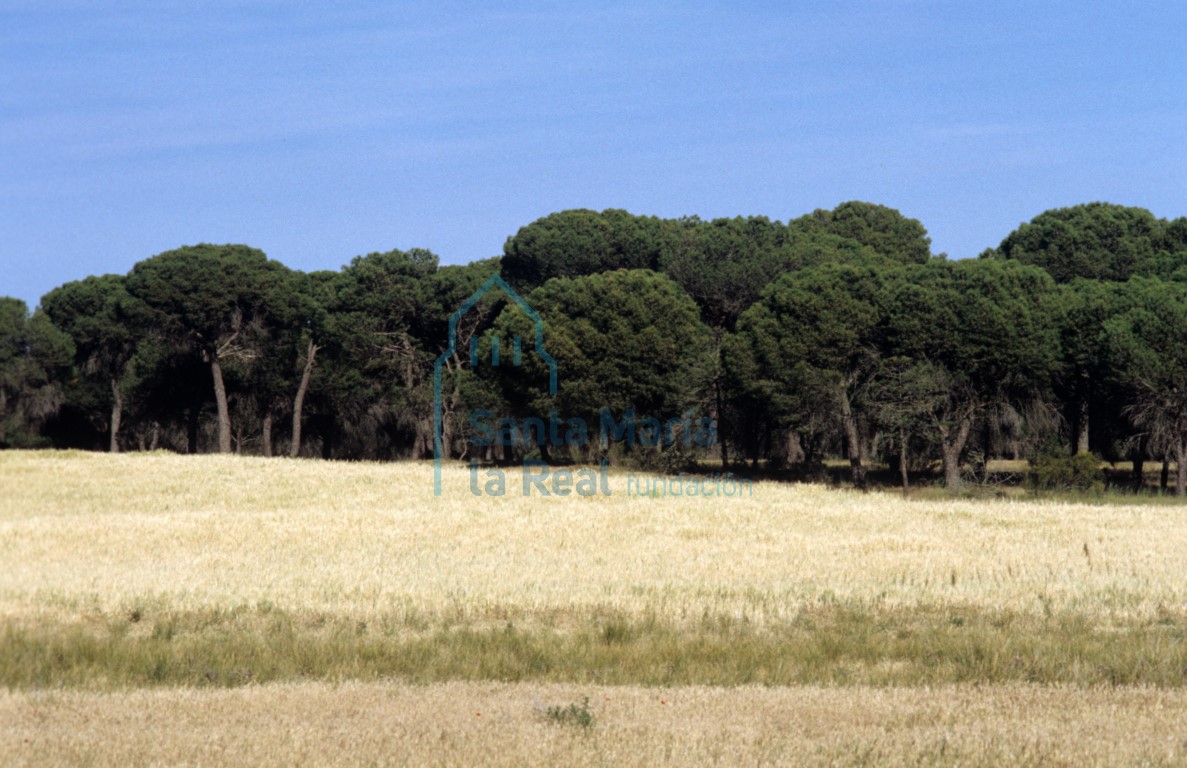 Paisaje: pinares y campo de cereales
