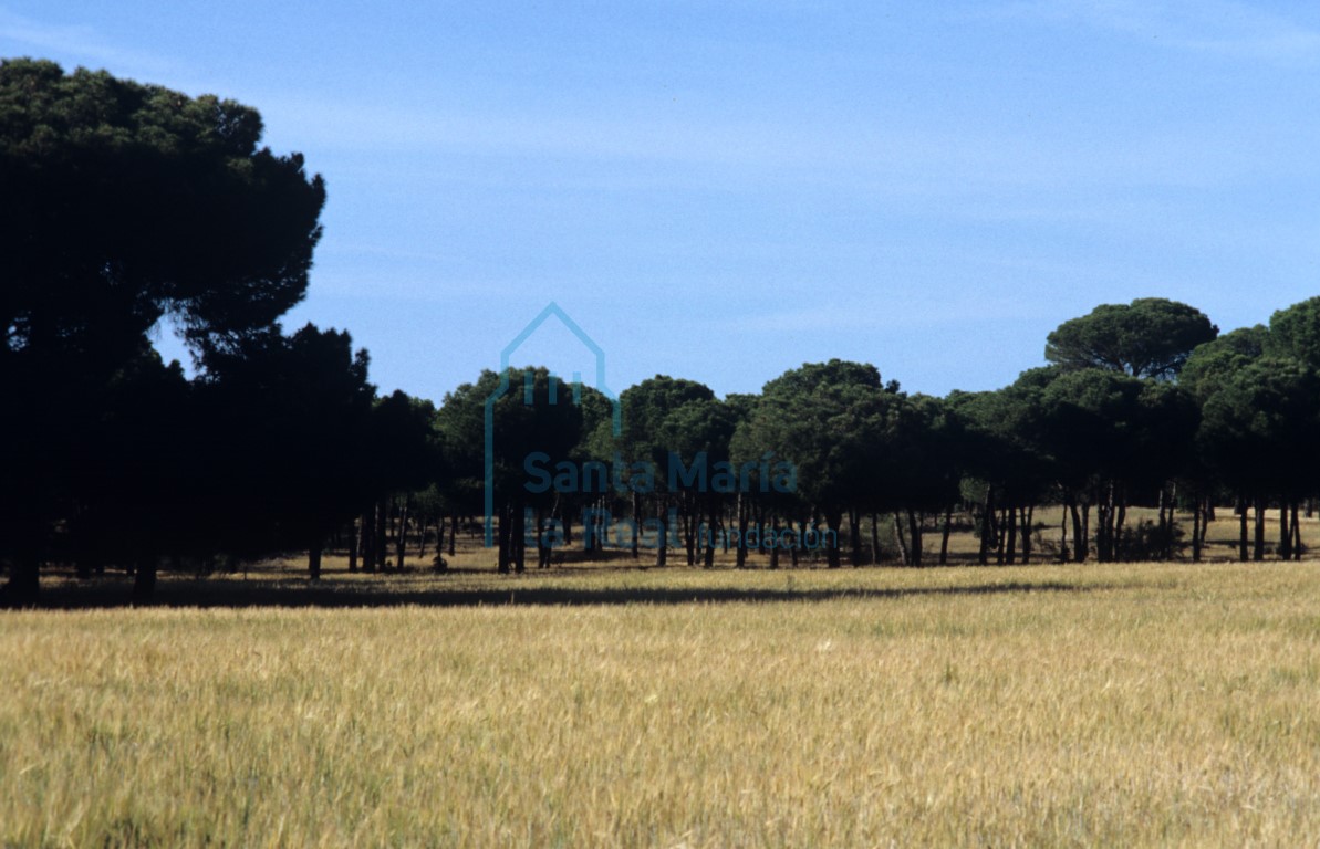 Paisaje: pinares y campo de cereales