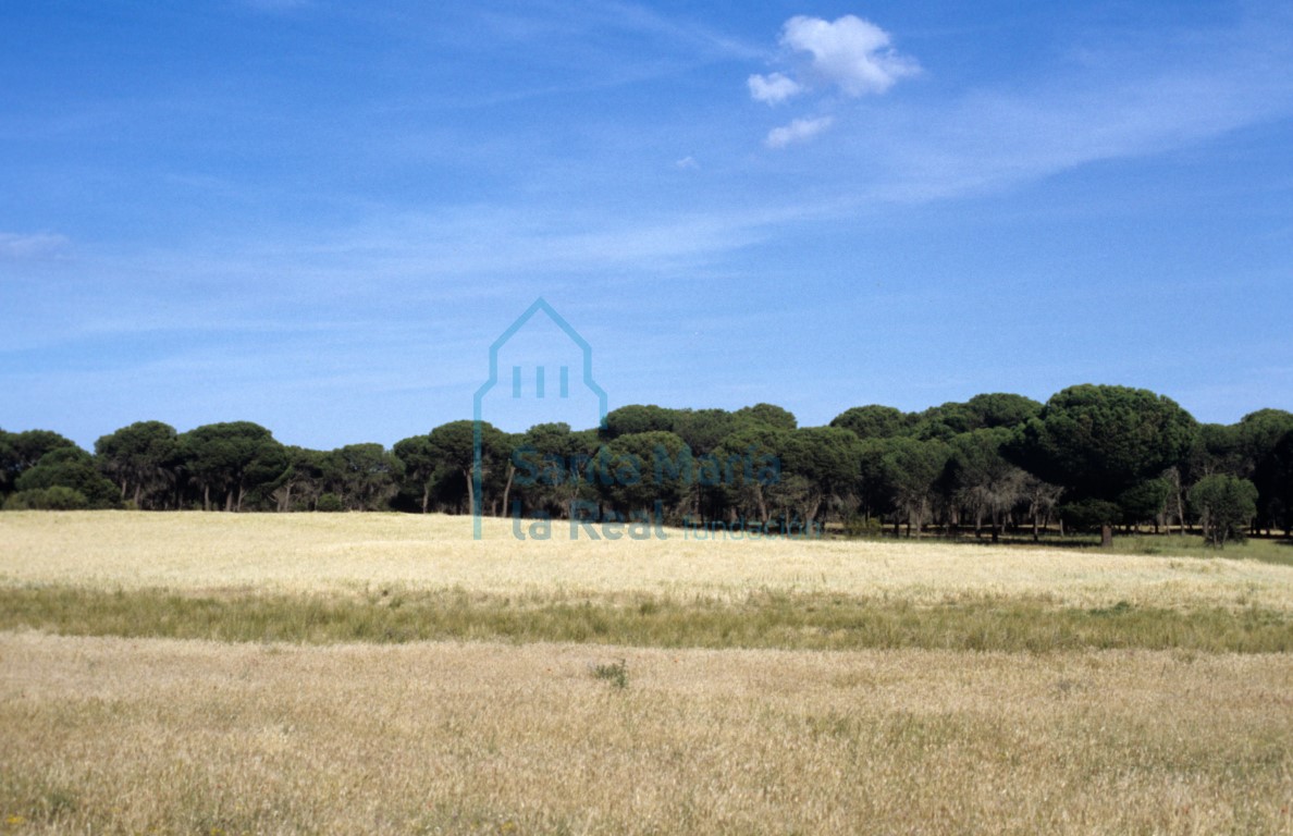 Paisaje: pinares y campo de cereales