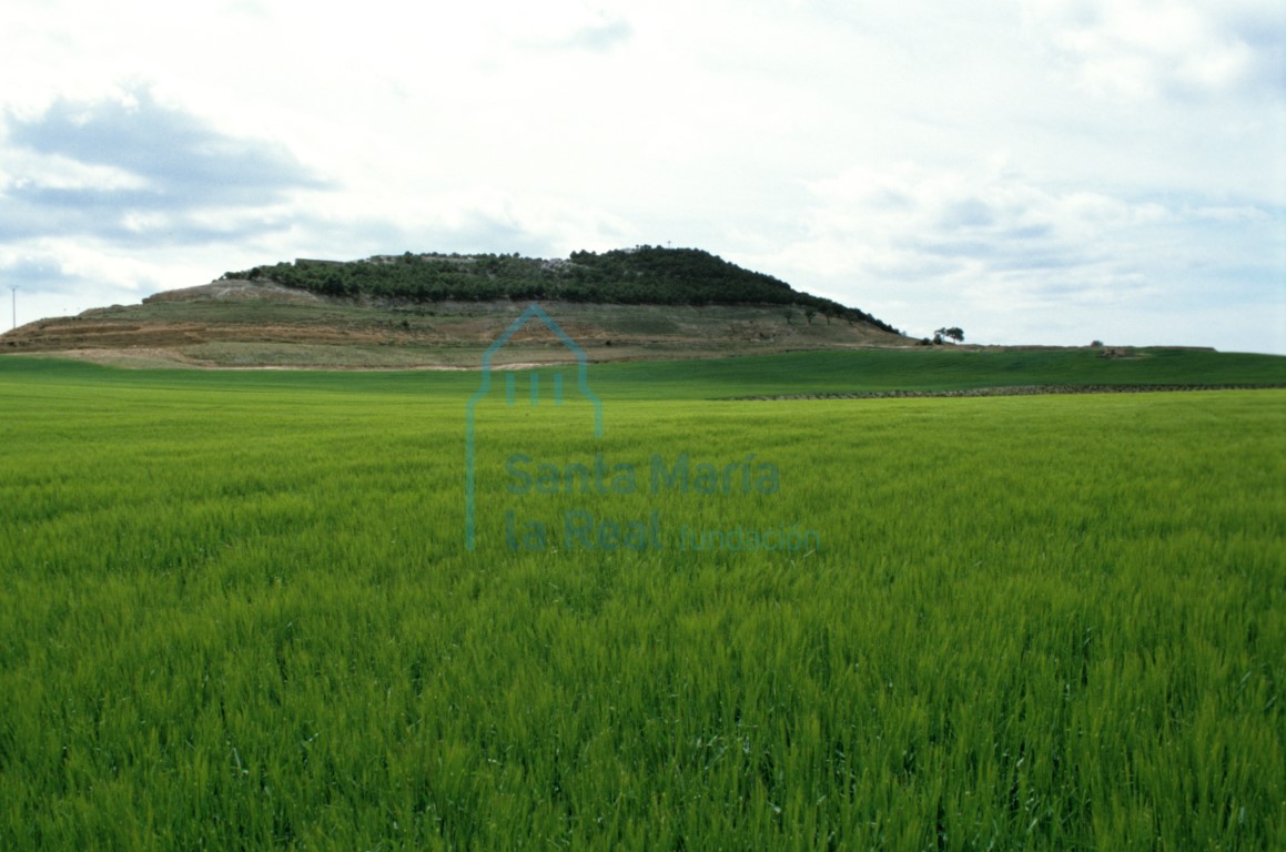 Paisaje: campo de cereales y cerros