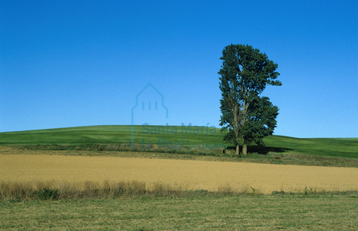 Paisaje con chopo