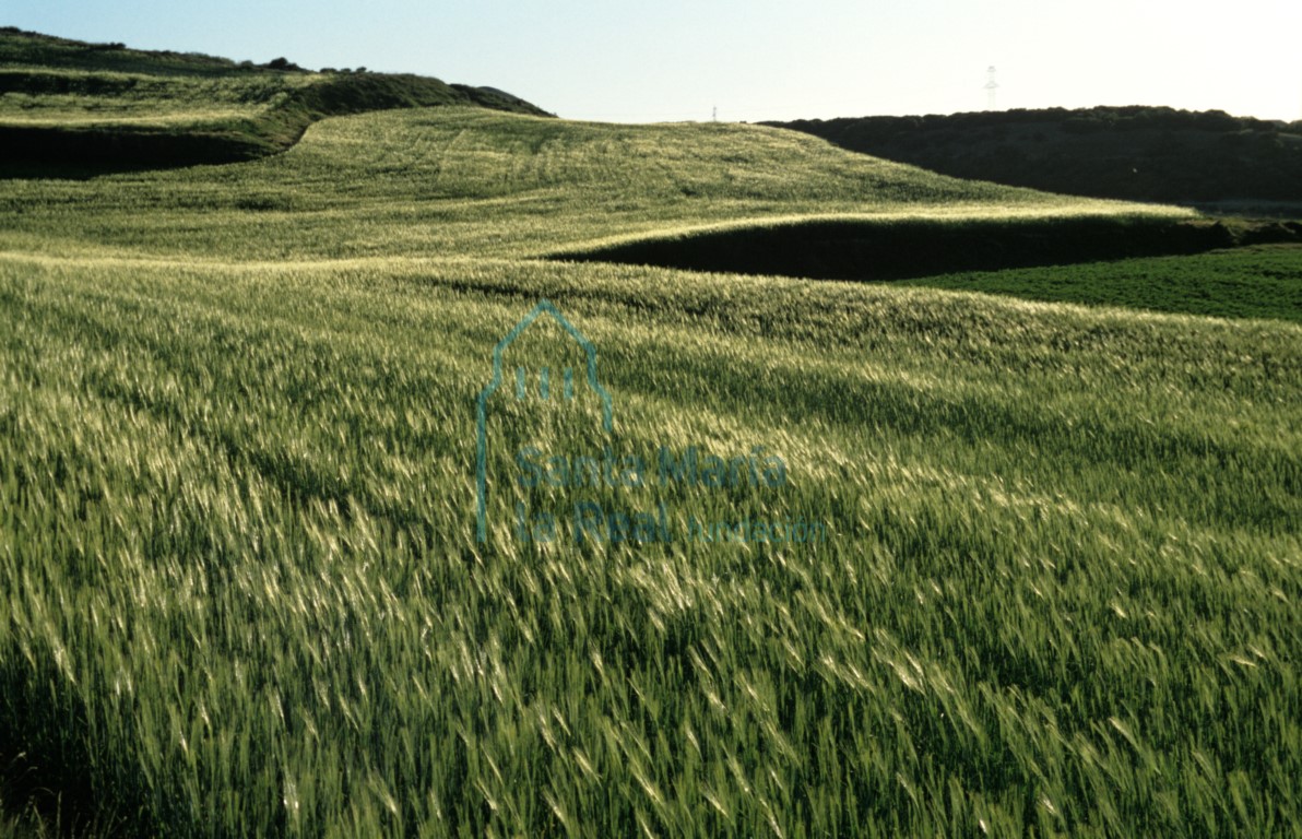 Paisaje: campo de cereal